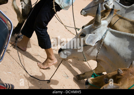 Ein Mann geht mit einer Herde von Kühen auf einer Stadtstraße in Siem Reap, Kambodscha. Stockfoto