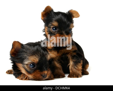 Zwei Welpen in weiß Stockfoto