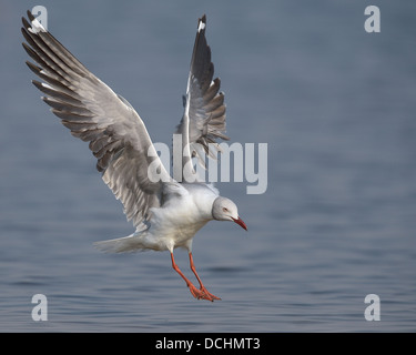 Grey-headed Gull Chroicocephalus Cirrocephalus Landung im Wasser an einem Fluss im südlichen Afrika Stockfoto