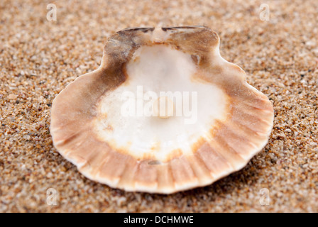 Die exotische Muschel. Schätze aus dem Meer Stockfoto