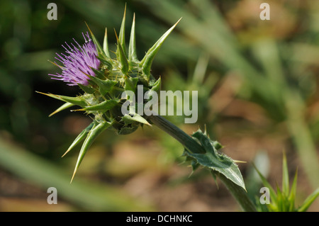 Mariendistel - Silybum Marianum einzelne Blume Stockfoto