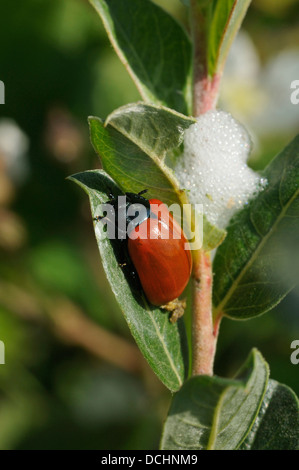 Pappel Getreidehähnchen - Chrysomela Populi auf Weide Stockfoto