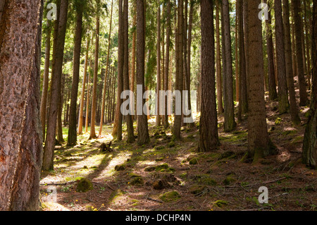 Baumstämme von Wald, Alpe di Siusi Region der Dolomiten, Italien Stockfoto