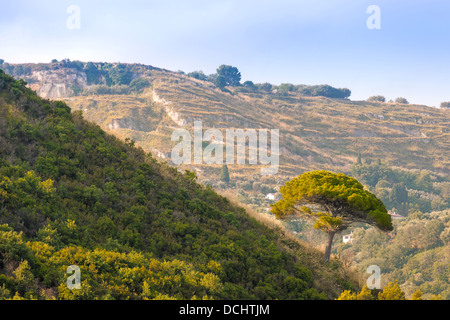 Baum auf grünem Hügel im ländlichen Süden Italiens Stockfoto