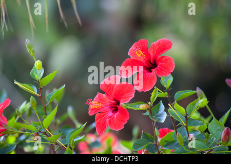 Rote Hibiskusblüten über natürliche grüne Bokeh Hintergrund Stockfoto