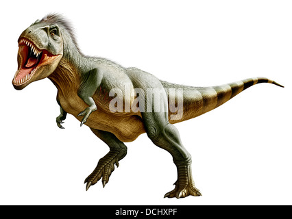 Tyrannosaurus Rex, eine Gattung coelurosaurischen theropode Dinosaurier der oberen Kreidezeit. Stockfoto