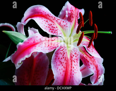 Stargazer Lily erschossen vor einem schwarzen Hintergrund Stockfoto