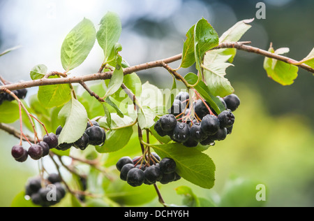 Aronia auf dem Ast. Foto mit selektiven Fokus Stockfoto