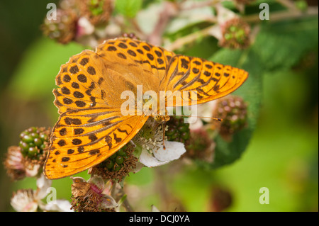 Männliche Silber gewaschen Fritillary Fütterung auf Bramble Blume Stockfoto