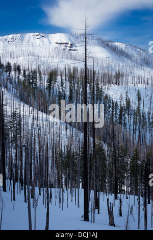 Hang mit verbrannt bei Waldbrand in Oregon im winter Stockfoto