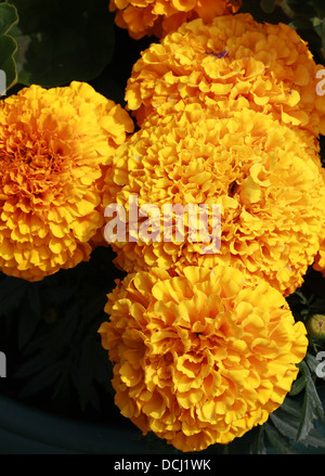 Afrikanische Ringelblume, mexikanische Ringelblume, aztekische Ringelblume, Tagetes Erecta, Asteraceae. Stockfoto