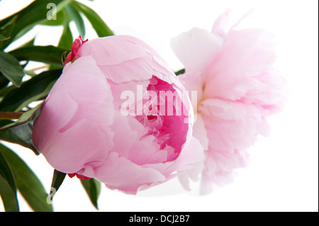 Gemeinsamen Pfingstrose Stockfoto