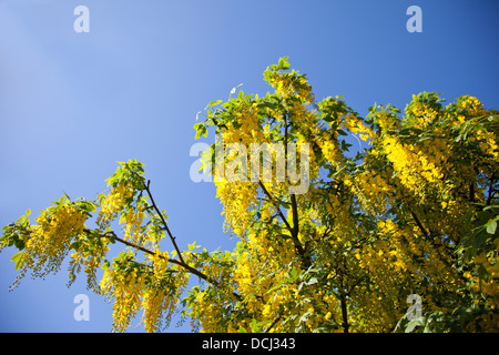 Goldene gelbe Kette Baum Laburnum mit Blüten mit blauen Himmelshintergrund Stockfoto