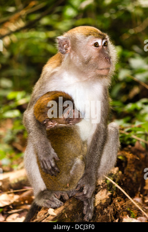 Mutter und Baby lange tailed Macaque Affen im Wald Stockfoto