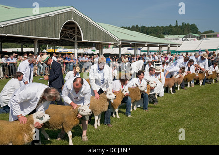 Farmer zeigen Texel-Schafe auf der Great Yorkshire Show im Sommer Harrogate North Yorkshire England Großbritannien Großbritannien Großbritannien Großbritannien Großbritannien Großbritannien Großbritannien Großbritannien und Nordirland Stockfoto