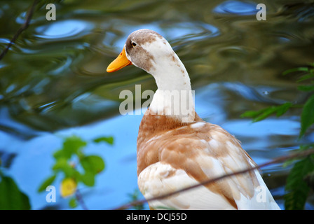 Eine braune & weiße Ente Stand am Rande eines Teiches im Sommer Stockfoto