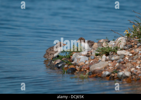 Gemeinsamen Seeschwalbe (Sterna Hirundo) Küken erkunden ihre Umgebung. Rye Harbour Nature Reserve, East Sussex, UK Stockfoto