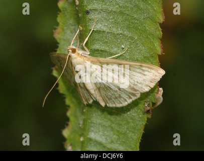 Nahaufnahme der Mutter der Perle Motte (Pleuroptya Ruralis) Stockfoto