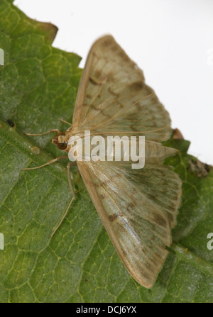 Nahaufnahme der Mutter der Perle Motte (Pleuroptya Ruralis) Stockfoto