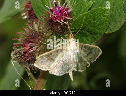 Nahaufnahme der Mutter der Perle Motte (Pleuroptya Ruralis) Stockfoto