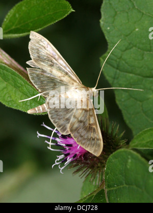 Nahaufnahme der Mutter der Perle Motte (Pleuroptya Ruralis) Stockfoto