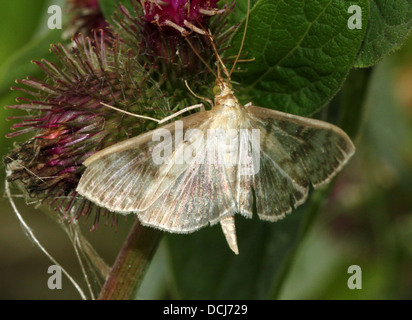 Nahaufnahme der Mutter der Perle Motte (Pleuroptya Ruralis) Stockfoto