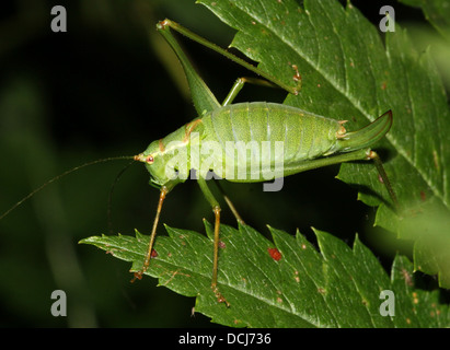 Nahaufnahme einer weiblichen Speckled Bush-Grille (Leptophyes Punctatissima) zeigt den Legebohrer Stockfoto