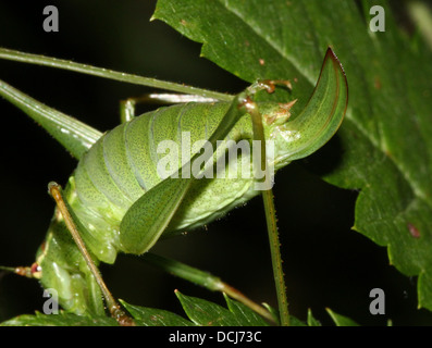 Nahaufnahme einer weiblichen Speckled Bush-Grille (Leptophyes Punctatissima) zeigt den Legebohrer Stockfoto