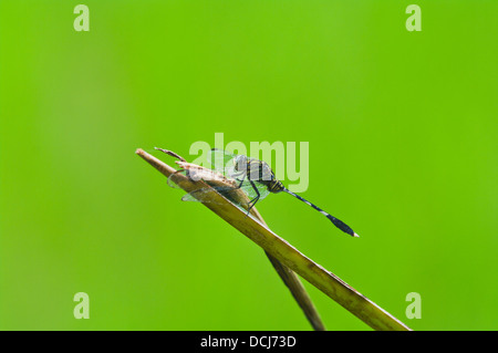 Eine Libelle sitzt auf einem gebogenen Stock. Stockfoto