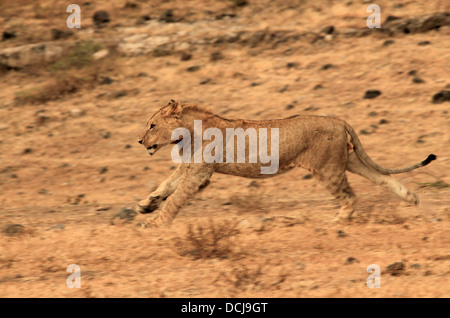 Juvenile Löwe (Panthera Leo) ausgeführt, Ngorongoro Krater, Tansania Stockfoto