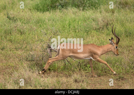 eine männliche Impalas ausgeführt. Stockfoto