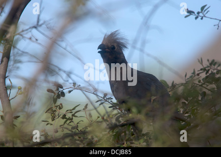 Graue Lourie oder Go-away-bird Stockfoto