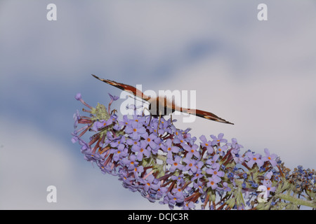 Ein Tagpfauenauge (Inachis Io) ernährt sich von Buddleja / Sommerflieder in der warmen Sonne.  Der Rüssel ist deutlich erkennbar. Essex, UK Stockfoto