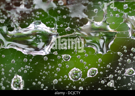 Regentropfen Wasser Tropfen auf das Efeu Pflanzenwachstum gefangen auf  feine Strnge Spinnennetz mit Bach fliet unter ausgesetzt Stockfotografie  - Alamy