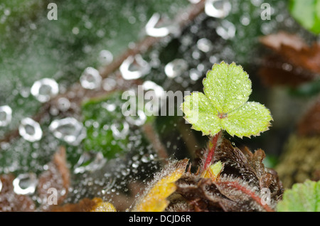 Regentropfen Wasser Drop einzelne Trefoil Blatt gefangen auf feine Läufer mit Bach fließt unter abgehängten Stockfoto