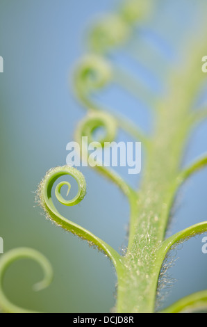 Neue Wachstums- und Wedel von Cycad Pflanzenblattes mit sich wiederholenden Spulen Spirale Flugblätter gegen blauen Himmel Natur von Zahlen Stockfoto