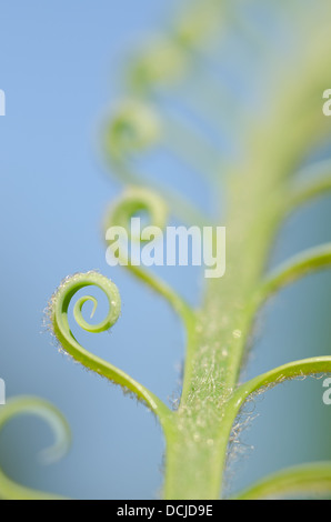 Neue Wachstums- und Wedel von Cycad Pflanzenblattes mit sich wiederholenden Spulen Spirale Flugblätter gegen blauen Himmel Natur von Zahlen Stockfoto