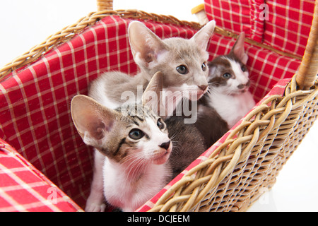 Kleine Katzen verstecken sich in Wicker Picknick-Korb Stockfoto