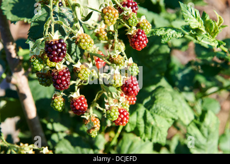 Himbeeren in pflanzliche Patch, England, Vereinigtes Königreich Stockfoto