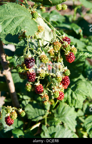 Himbeeren in pflanzliche Patch, England, Vereinigtes Königreich Stockfoto