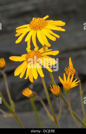 Arnika, Leopards Bane, Wolf's Bane, Tabak, echte Arnika, bergwohlverleih, Berg-wohlverleih, Arnica montana Stockfoto