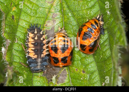 Asiatische Lady Beetle, Harlekin Lady Käfer, Marienkäfer, Marienkäfer, Asiatischer Marienkäfer, Harlekin, Marienkäfer, Harmonia Axyridis Stockfoto