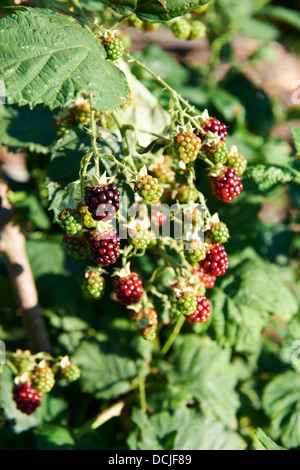 Himbeeren in pflanzliche Patch, England, Vereinigtes Königreich Stockfoto