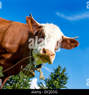 Kuh, Bauernhof Tier in den französischen Alpen, Abondance Rennen Kuh, savy, Beaufort Sur Doron Stockfoto