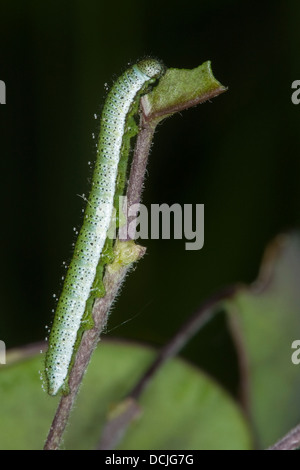 Orange Spitze, orange-Tip, Caterpillar, Aurorafalter, Aurora - Falter, Raupe, Anthocharis cardamines Stockfoto