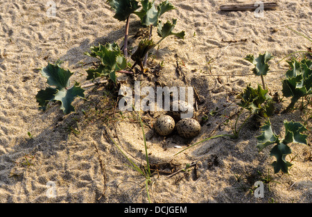 Austernfischer, Ei, Eiern, Schachteln, Tarnung, Tarnung, Ei, Nest, Gelege, Eier, Austernfischer, Haematopus Ostralegus Stockfoto