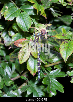 Ein Aeshna Cyanea Libelle ruht auf wilde Rosen und Weißdornblätter im Sommer Stockfoto