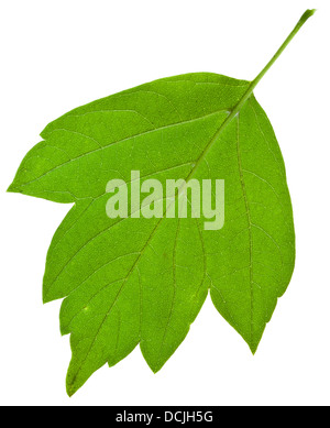 Rückseite des grünen Asche Baum Blatt isoliert auf weißem Hintergrund Stockfoto