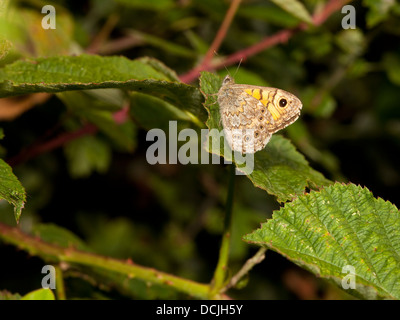 Eine Wand braun Schmetterling, lateinischer Name Lasiommata Megera ruht auf Laub im Sommer Stockfoto