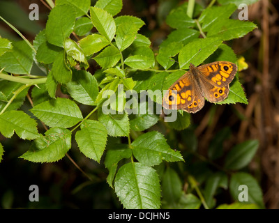 ein männlicher Wand braun Schmetterling, lateinischer Name Lasiommata Megera ruht auf wild rose Laub im Sommer Stockfoto